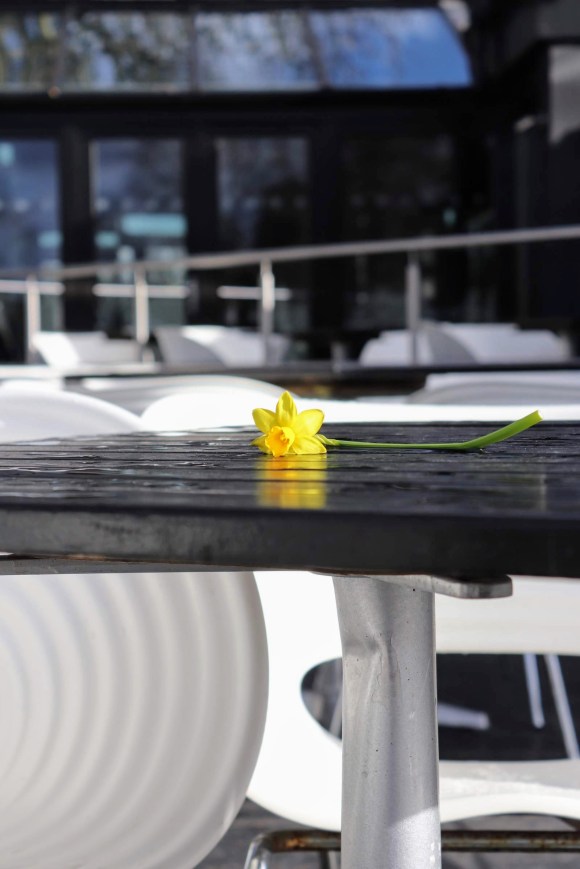 'A Lonely Daffodil' on a table outside Gaucho's restaurant by the Thames in Richmond
