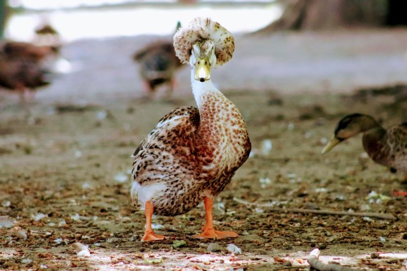 'Donald Trump' - a name I've given to a proud and strutting crested saxony duck  in Clockhouse Gardens