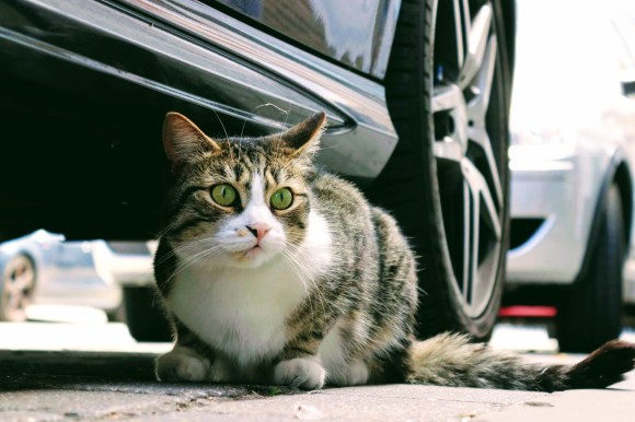 a green eyed cat crouched under a car stafing intently at something nearby