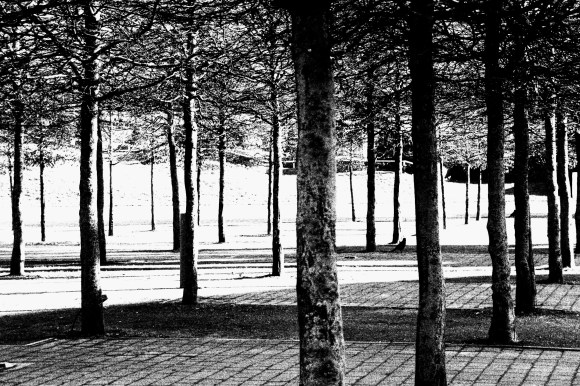 a blck and white shadowy silhouette of rows of young trees