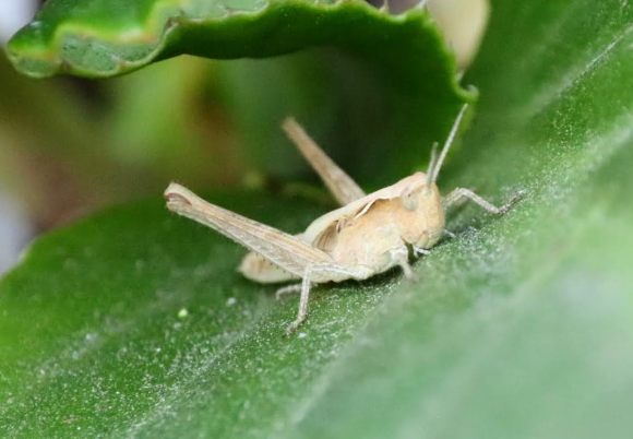 a grasshopper perched on a leaf as if ready to pounce