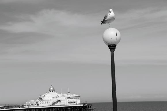 eastbourne pier in the background. Seagull standing on a lamppost in the foreground. a black and white picture