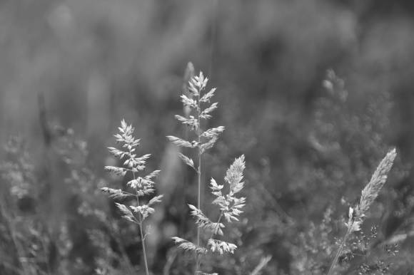three single strands of meadow grass brightly lit by the day's sun. black and white picture