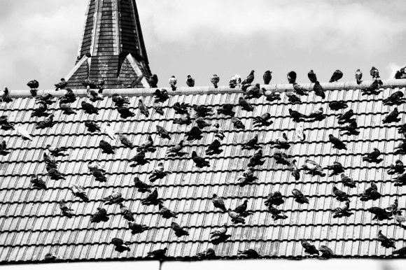 a black and white picture of scores and scores of pigeons perched on a tiled roof, basking in the sun. a church steeple in the background
