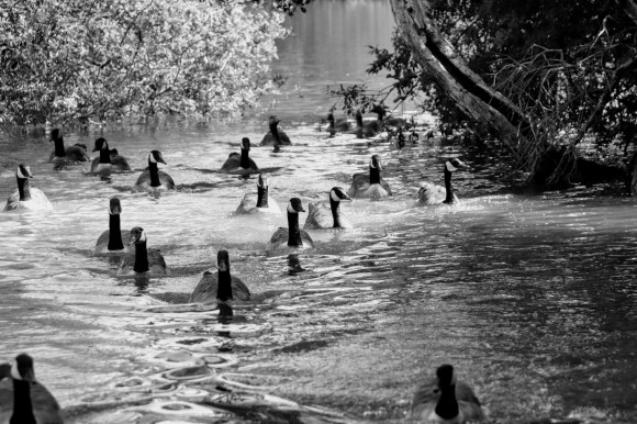 a black and white picture of canada geese in a V formation swimming towards the river bank