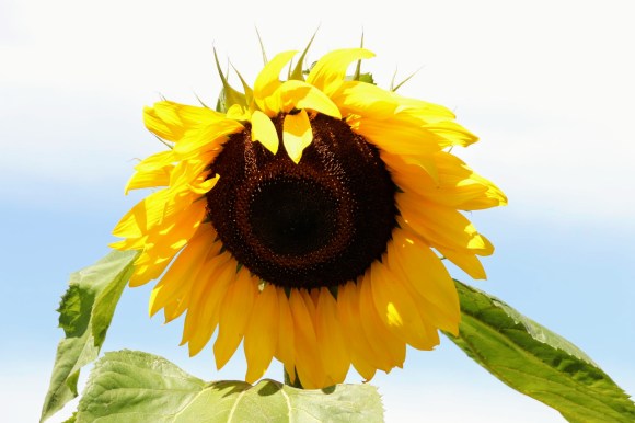 a single bright yellow sunflower head