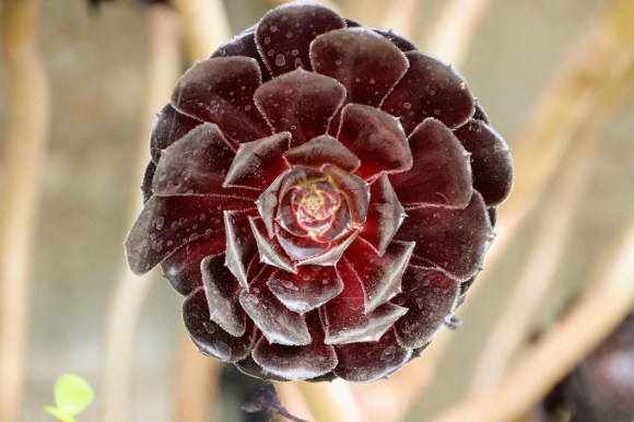 an almost black succulent flower head. alomost rosette like with petals radiating from it's core. dark dark red colouring of this aeonium zwartkop
