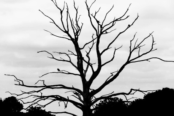 a black and white photo of a (presumably) dead tree as it has no foliage. A fe black birds are perched on some of the outlying branches