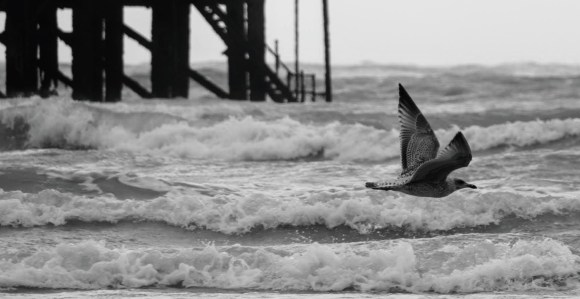 a black and white photo of a young seagull, amid wing, with the scrolling waves underneath