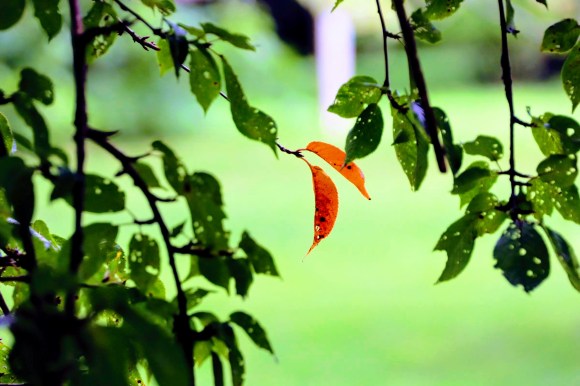 two autumnal reddish leaves amid the green leaves yet to change