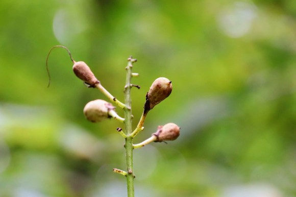 small fruit from an unknown plant