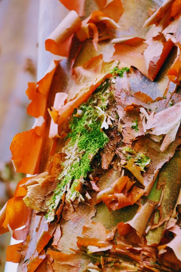 peeling rusting bark on an acer 'Acer Griseum' in Westonbirt Arboretum