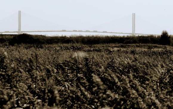 a sepia view of the Dartford road crossing in the background. the picture is dominated by the marshy foreground awash with an array of marsh plants