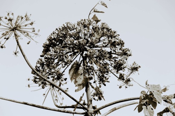 a sepia toned picture of the dead flower head of a giant cow parsley. estimated height is around 8 foot off the ground