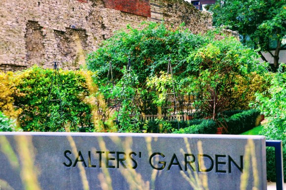 Colour: A view along Salters' Garden with a stone engraved sign in the foreground, the Roman wall in the background, and garden greenery in the middle